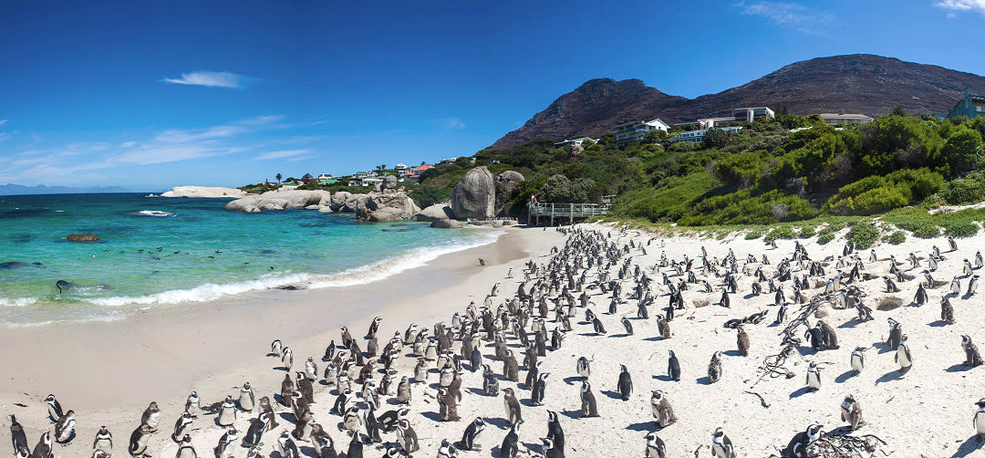 BOULDERS BEACH Hidden Entrance To Swim With Penguins In South Africa BOULDERS BEACH Hidden Entrance To Swim With Penguins In South Africa